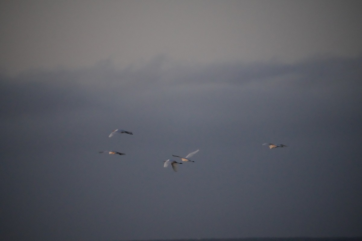 Great Egret - ML646828218