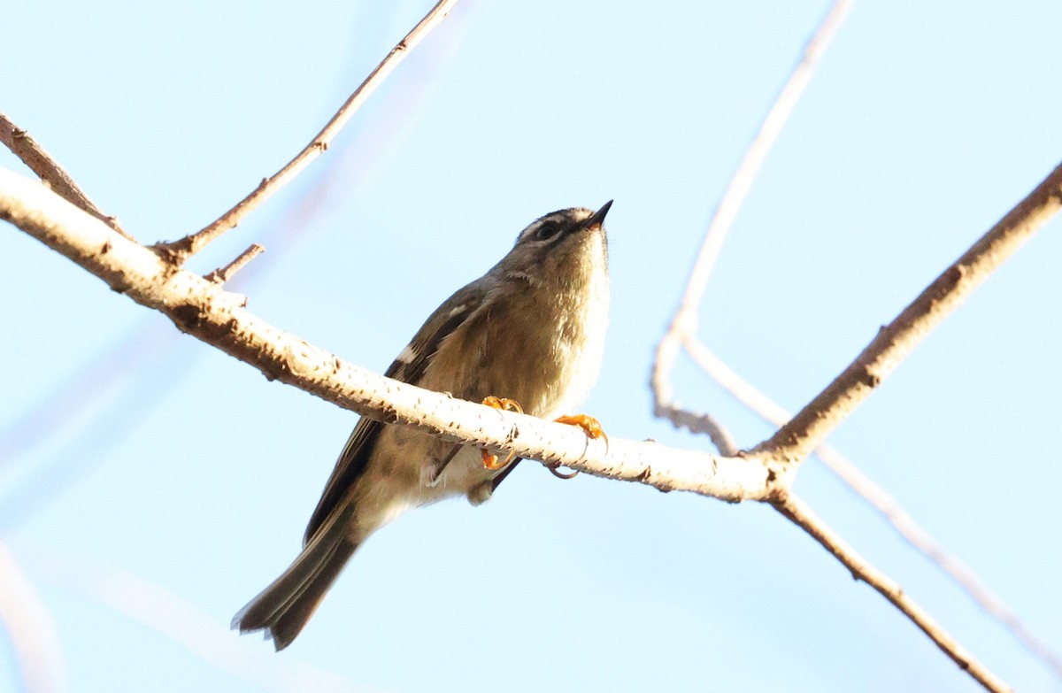 ildkronefuglekonge - ML646828219