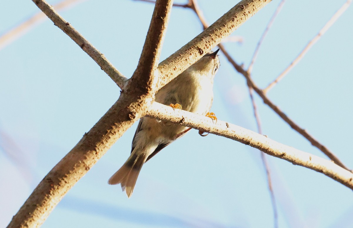 ildkronefuglekonge - ML646828220