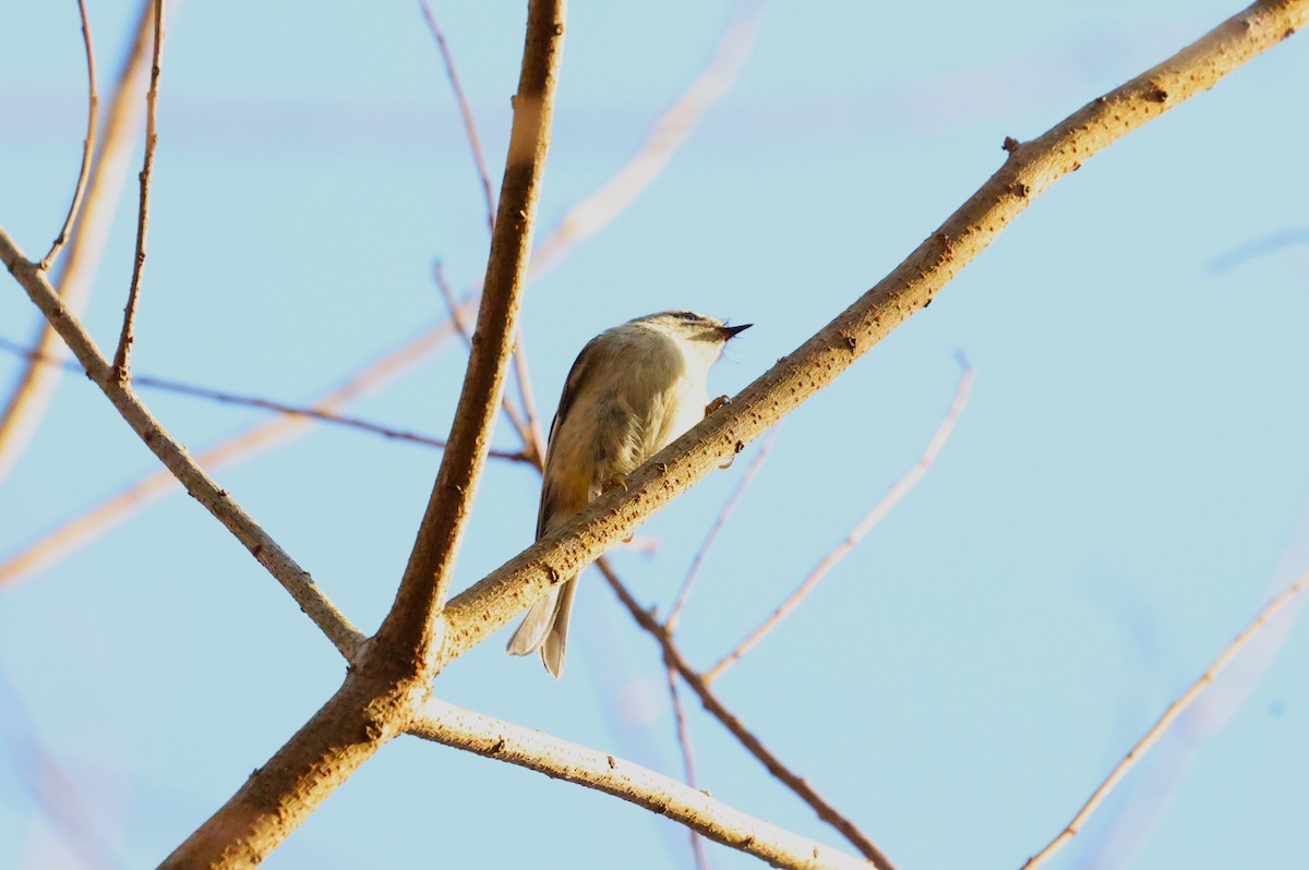 ildkronefuglekonge - ML646828221