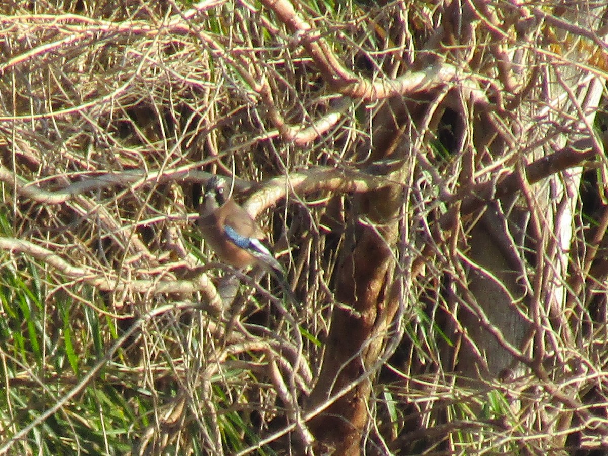 Сойка - ML646828222