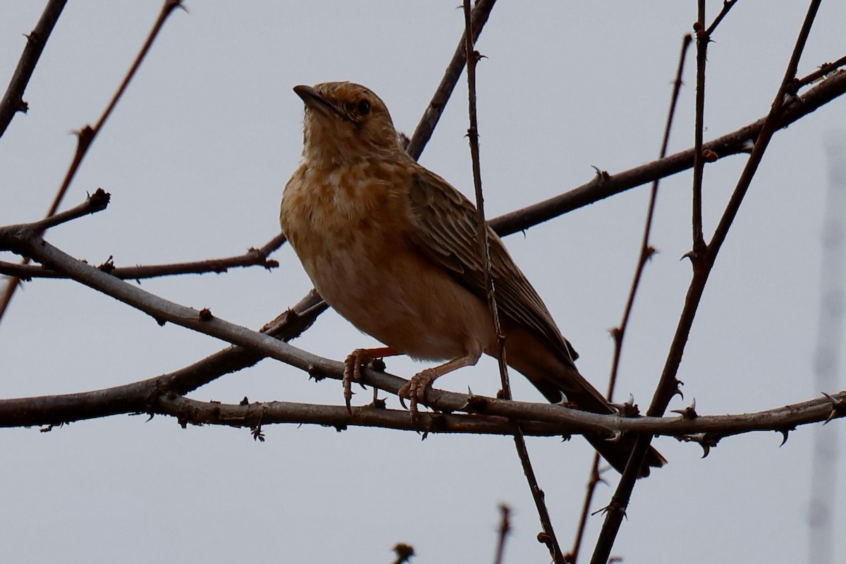 Pink-breasted Lark - ML646828223