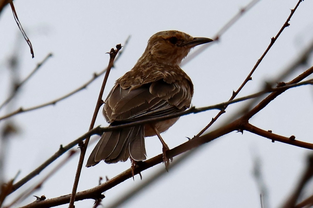 Pink-breasted Lark - ML646828224