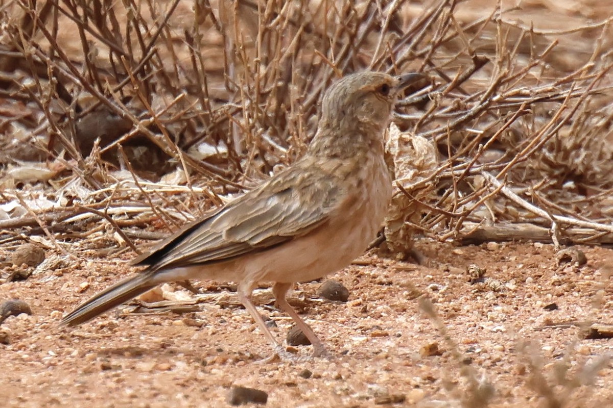 Pink-breasted Lark - ML646828225