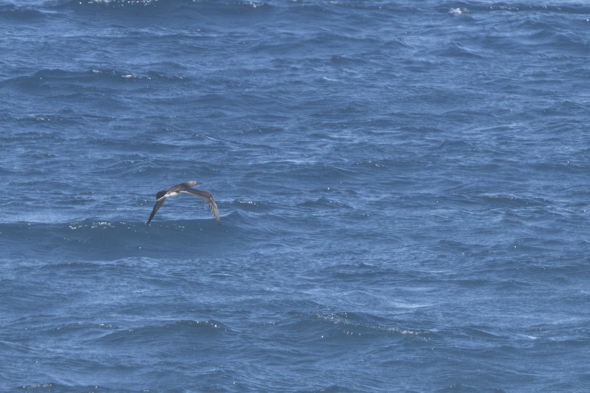 Kırmızı Ayaklı Sümsük - ML646828234