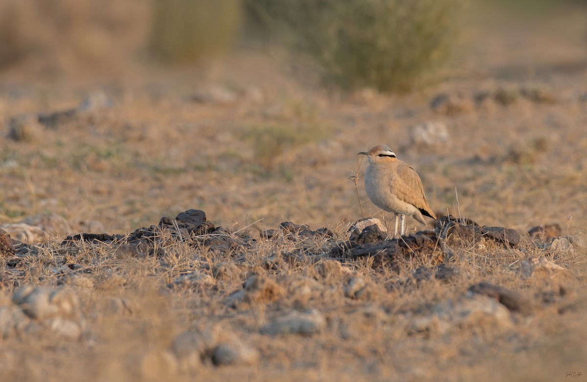 ørkenløper - ML646828235