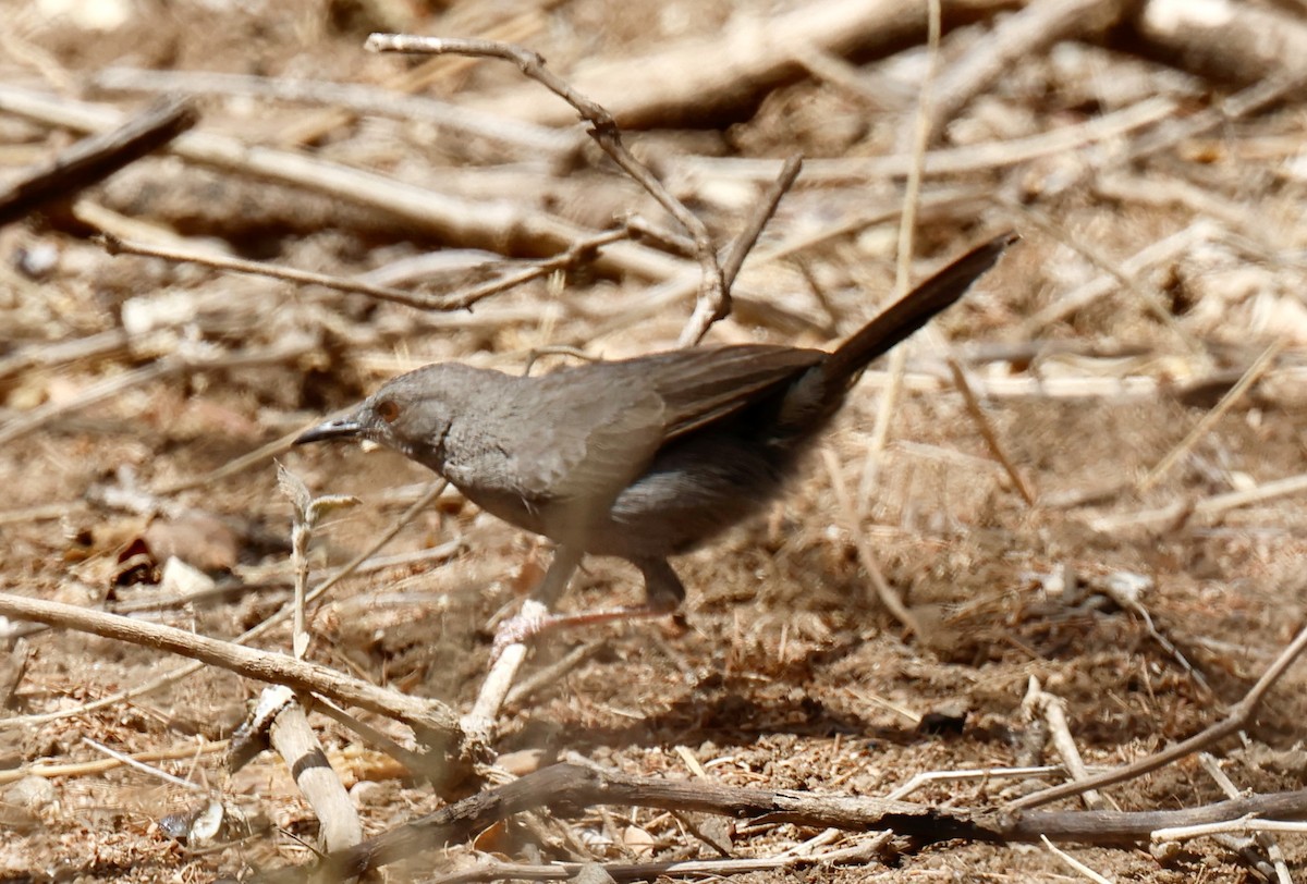 Gray Wren-Warbler - ML646828242