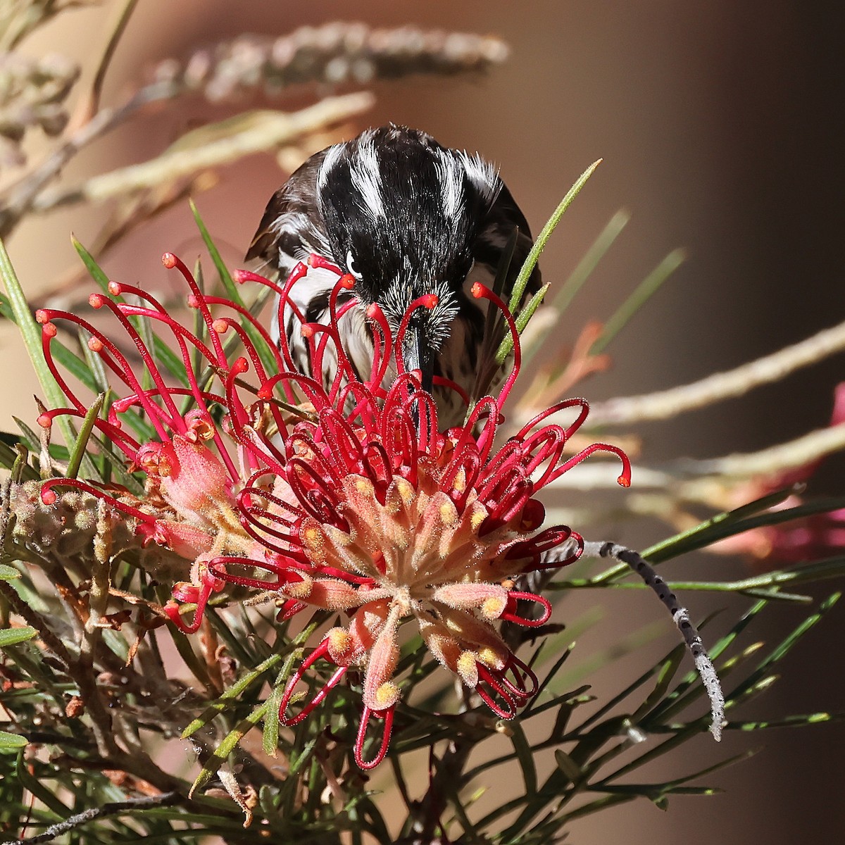 New Holland Honeyeater - ML646828244