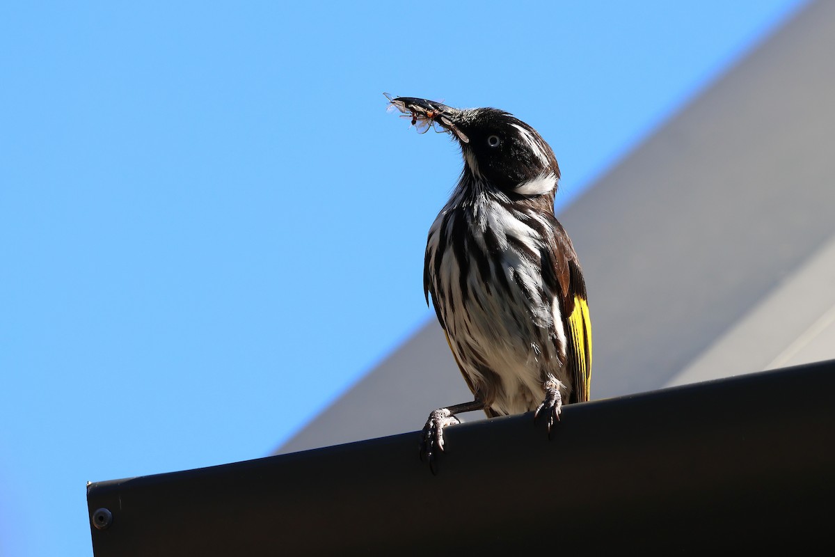 New Holland Honeyeater - ML646828245
