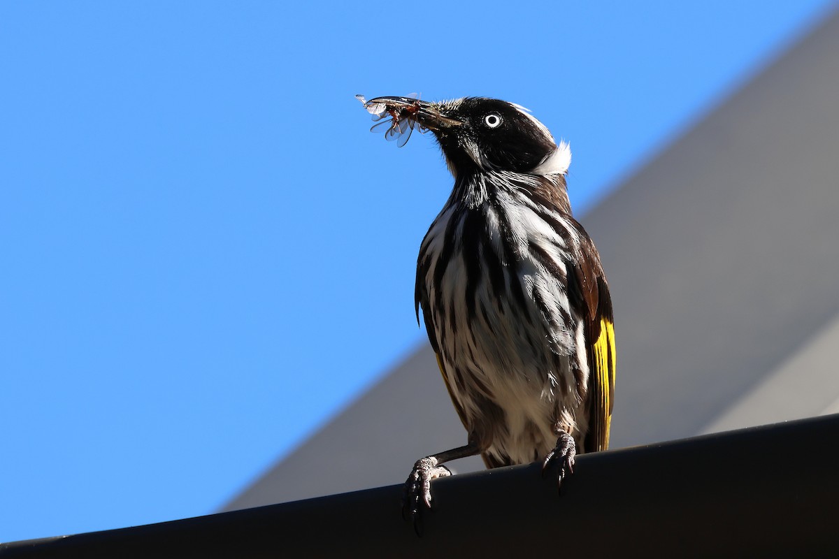 New Holland Honeyeater - ML646828246