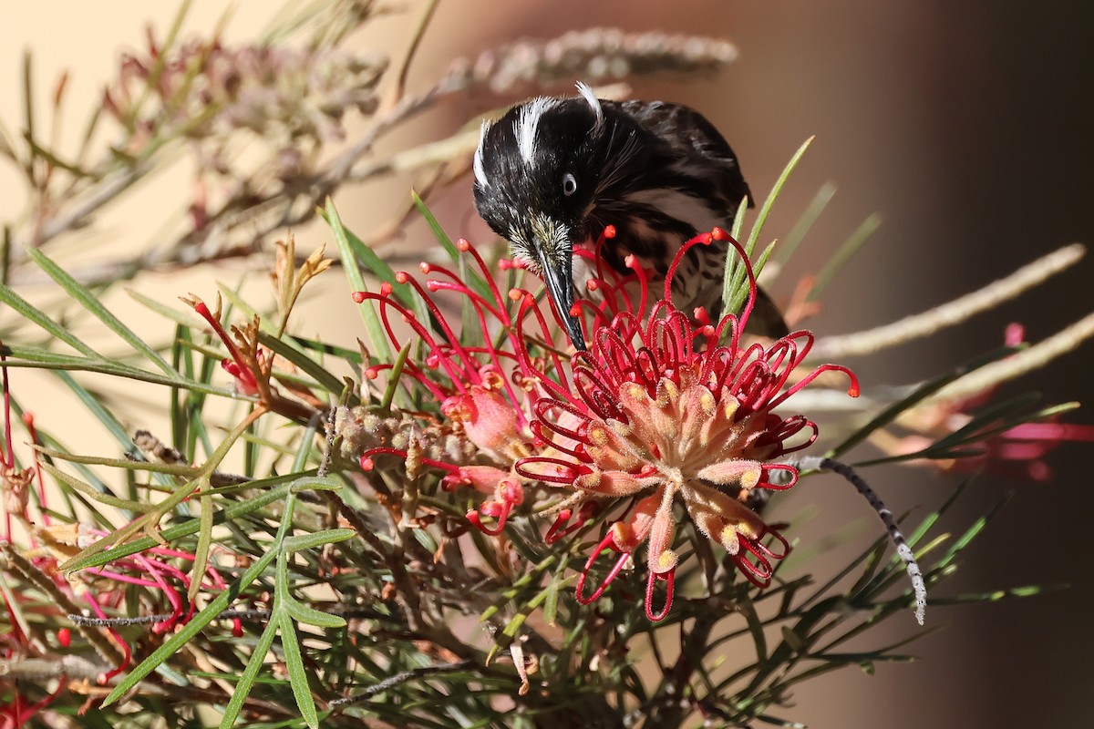 New Holland Honeyeater - ML646828247
