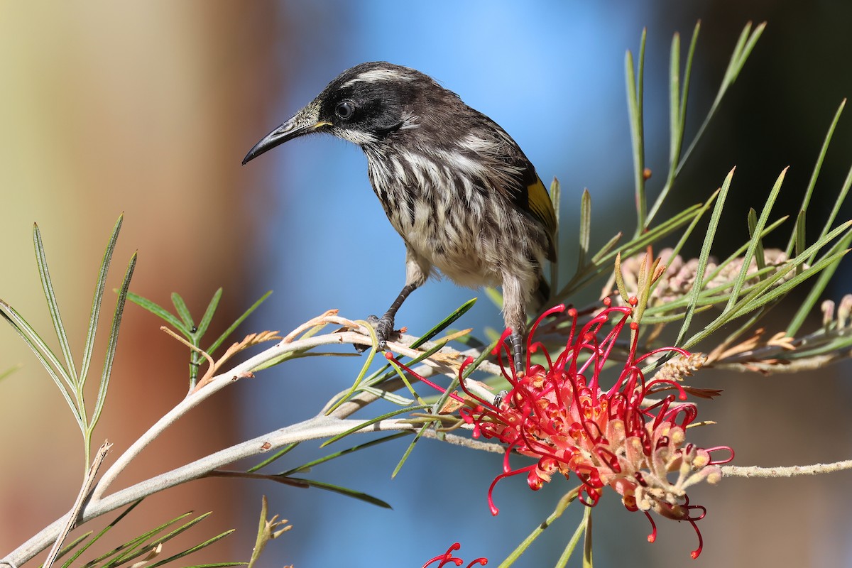 New Holland Honeyeater - ML646828248