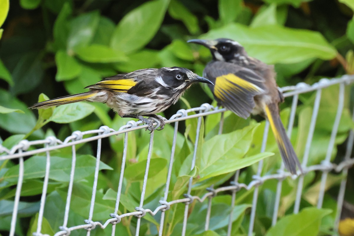 New Holland Honeyeater - ML646828249