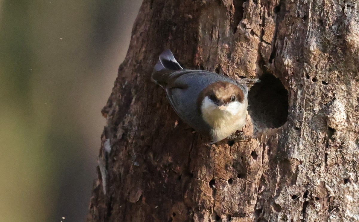 brhlík hnědohlavý - ML646828250