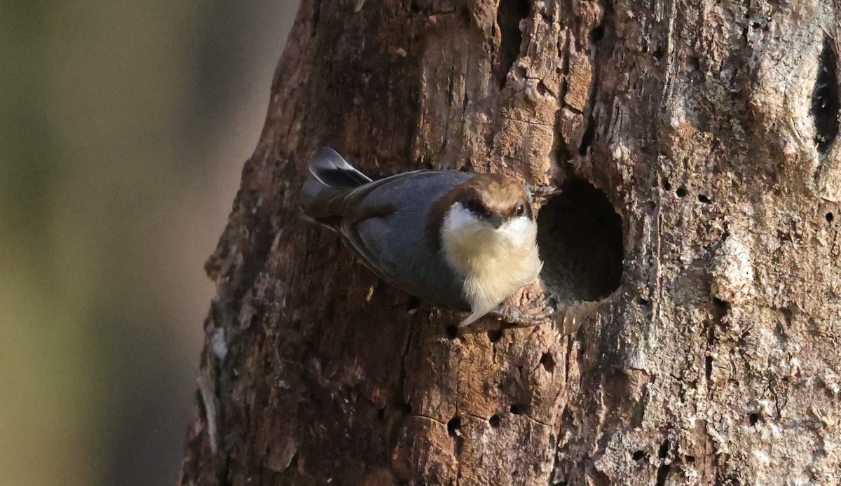 brhlík hnědohlavý - ML646828251