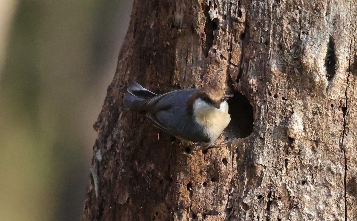 brhlík hnědohlavý - ML646828252
