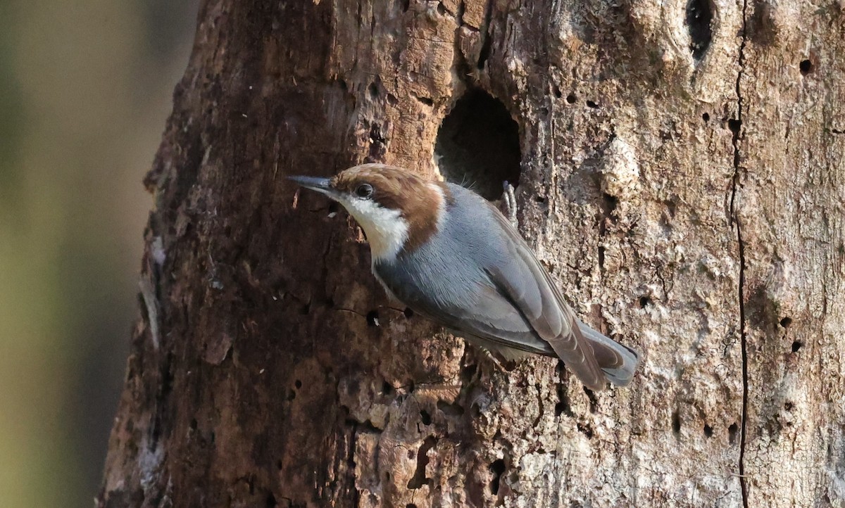 brhlík hnědohlavý - ML646828253