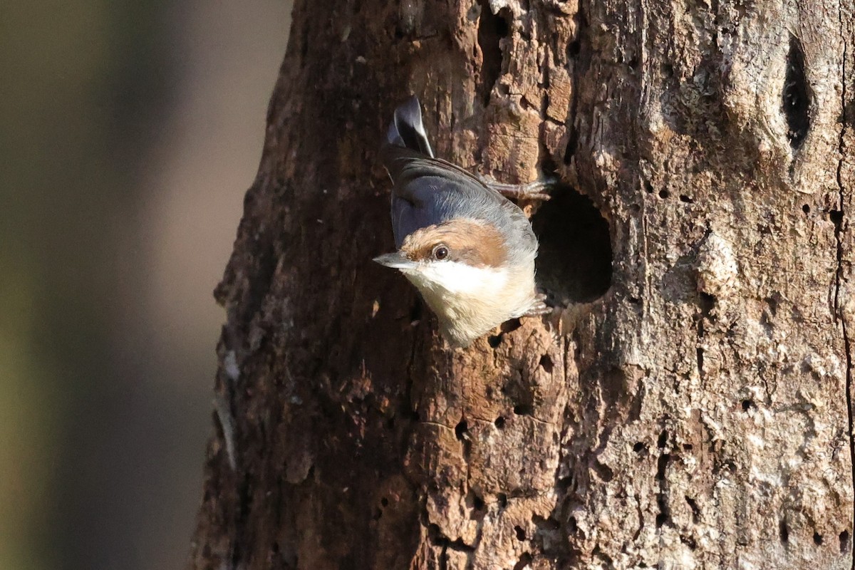 brhlík hnědohlavý - ML646828254