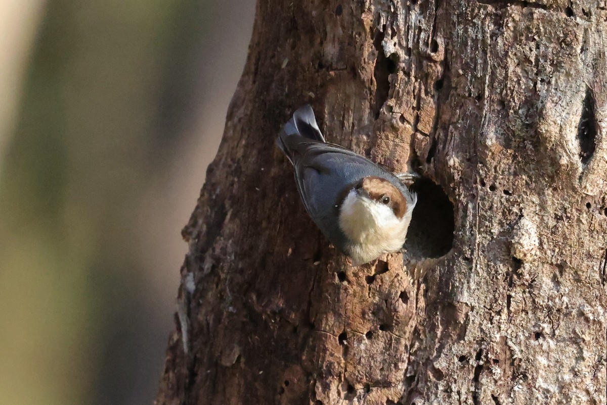 brhlík hnědohlavý - ML646828255