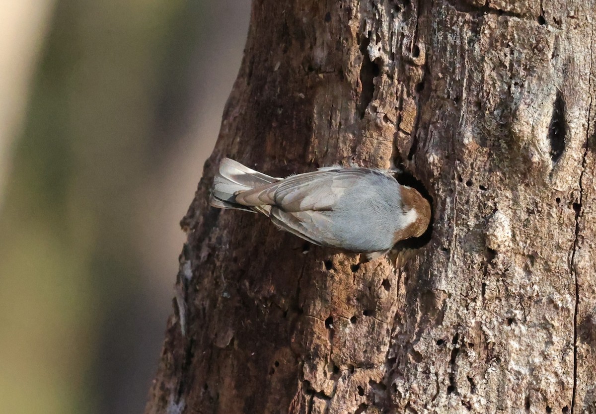 brhlík hnědohlavý - ML646828256