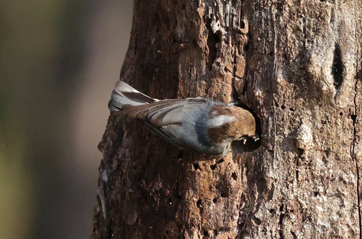 brhlík hnědohlavý - ML646828257