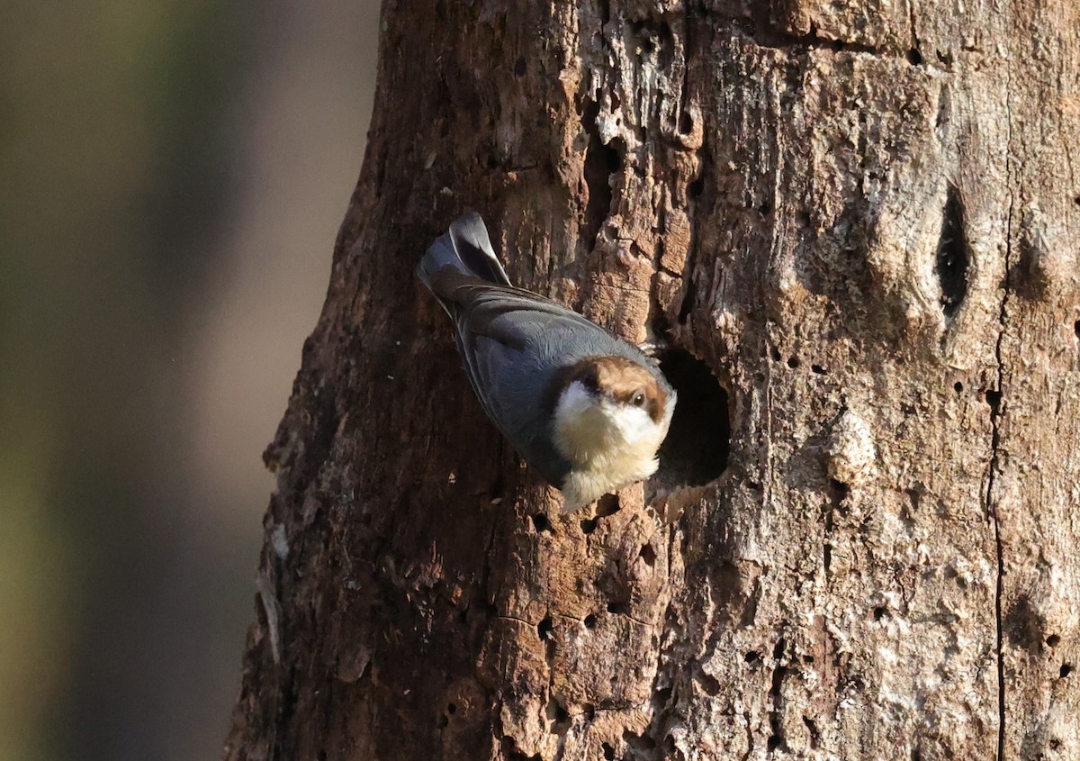 brhlík hnědohlavý - ML646828258
