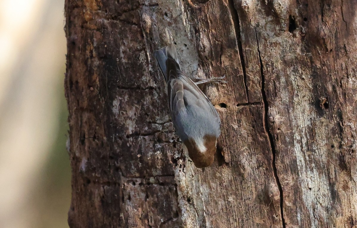 brhlík hnědohlavý - ML646828259