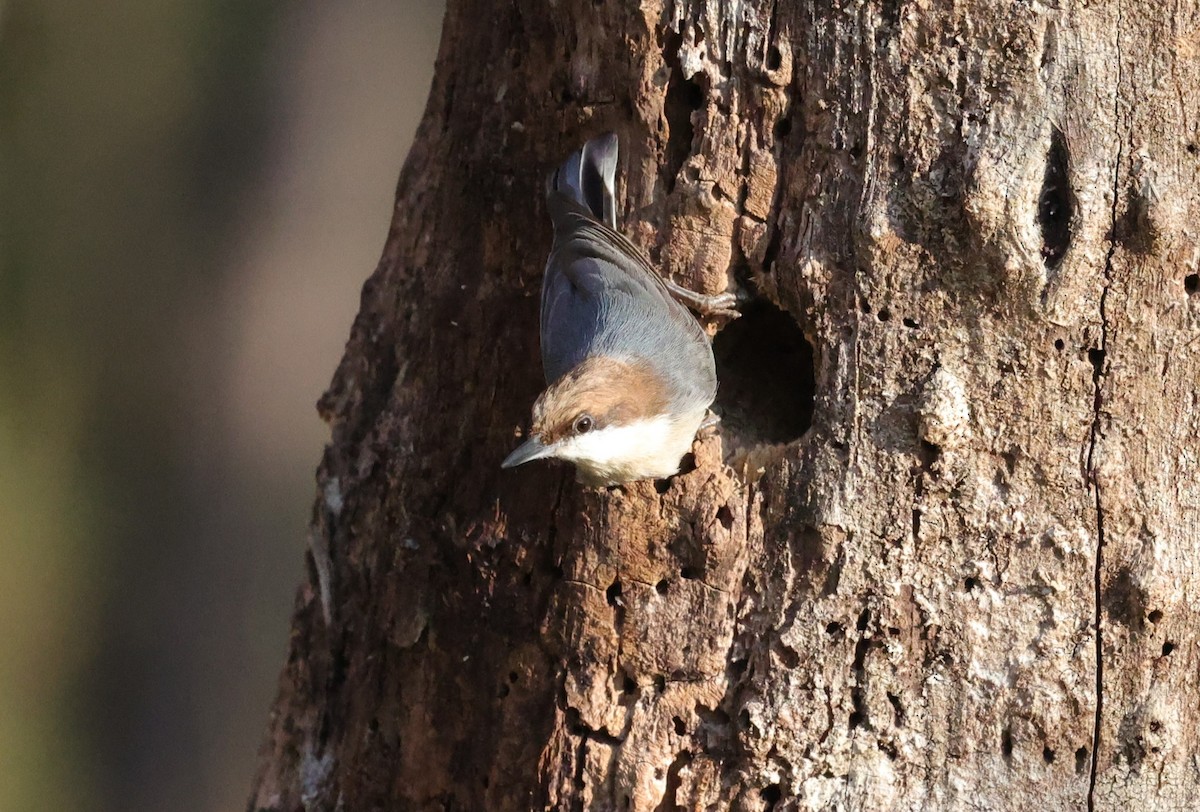 brhlík hnědohlavý - ML646828260