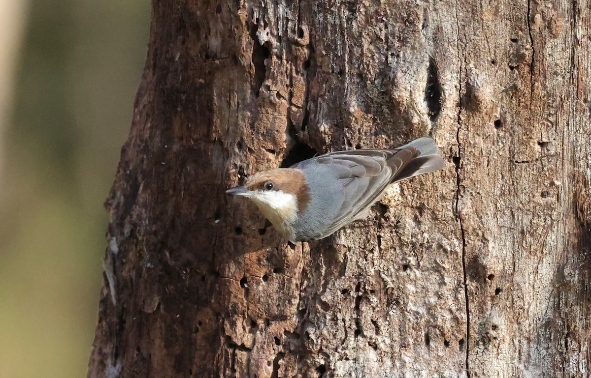 brhlík hnědohlavý - ML646828261