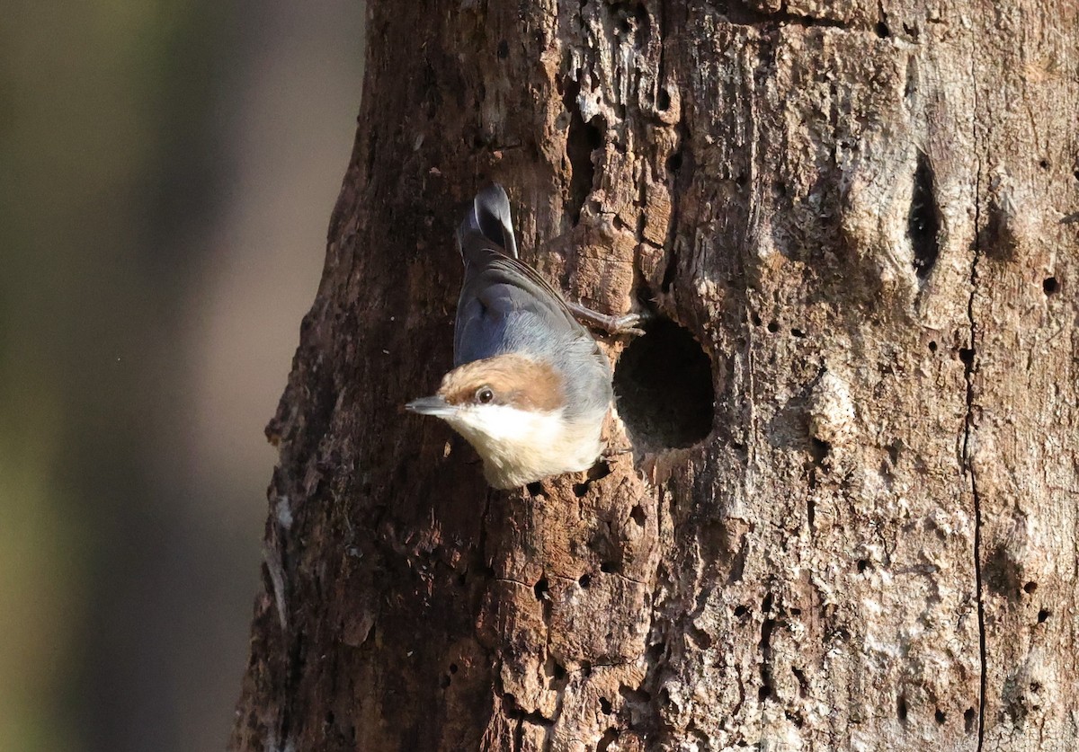 brhlík hnědohlavý - ML646828262