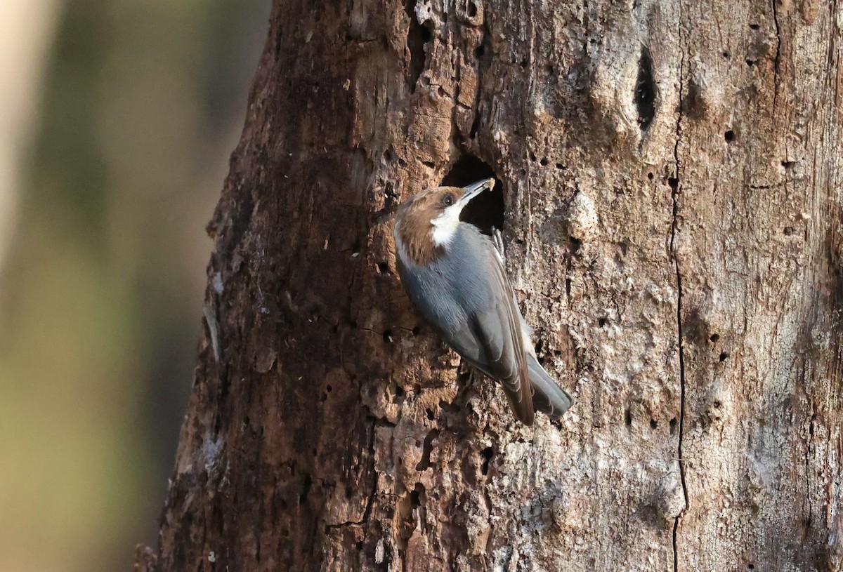 brhlík hnědohlavý - ML646828263