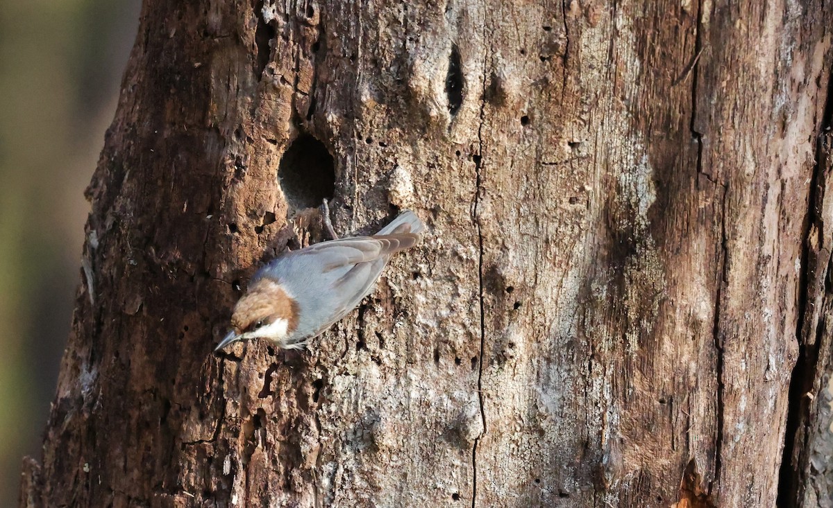 brhlík hnědohlavý - ML646828264