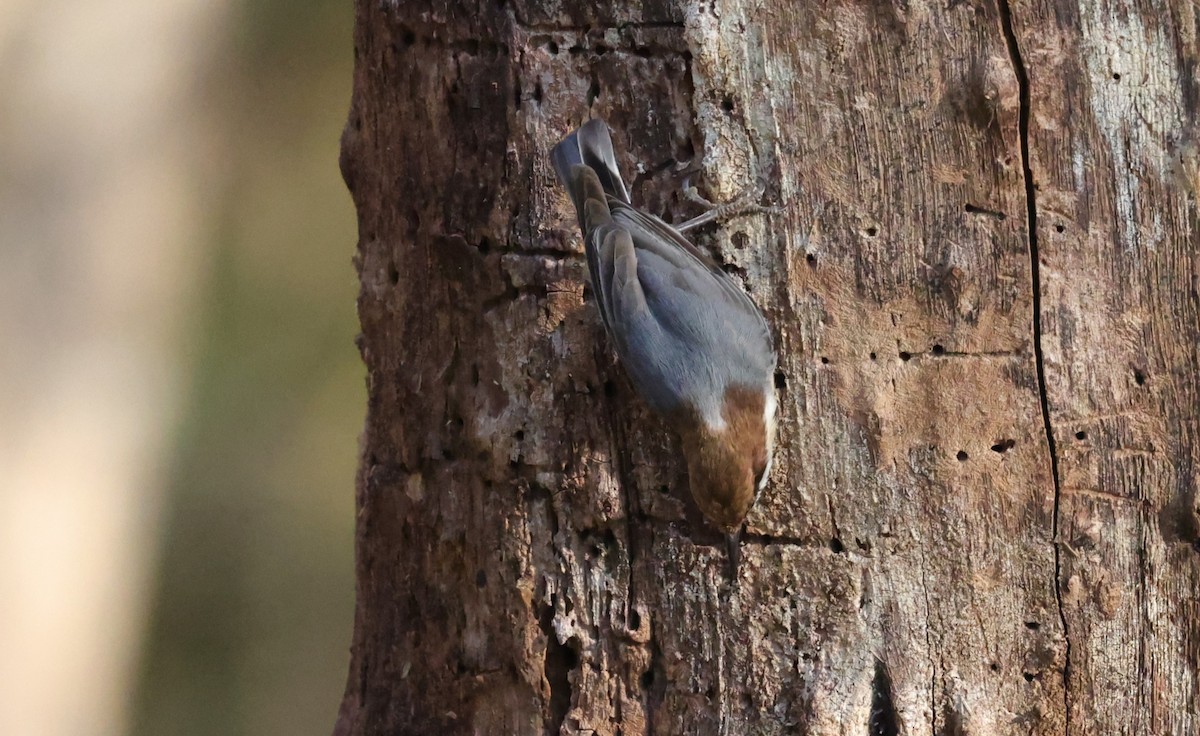 brhlík hnědohlavý - ML646828265