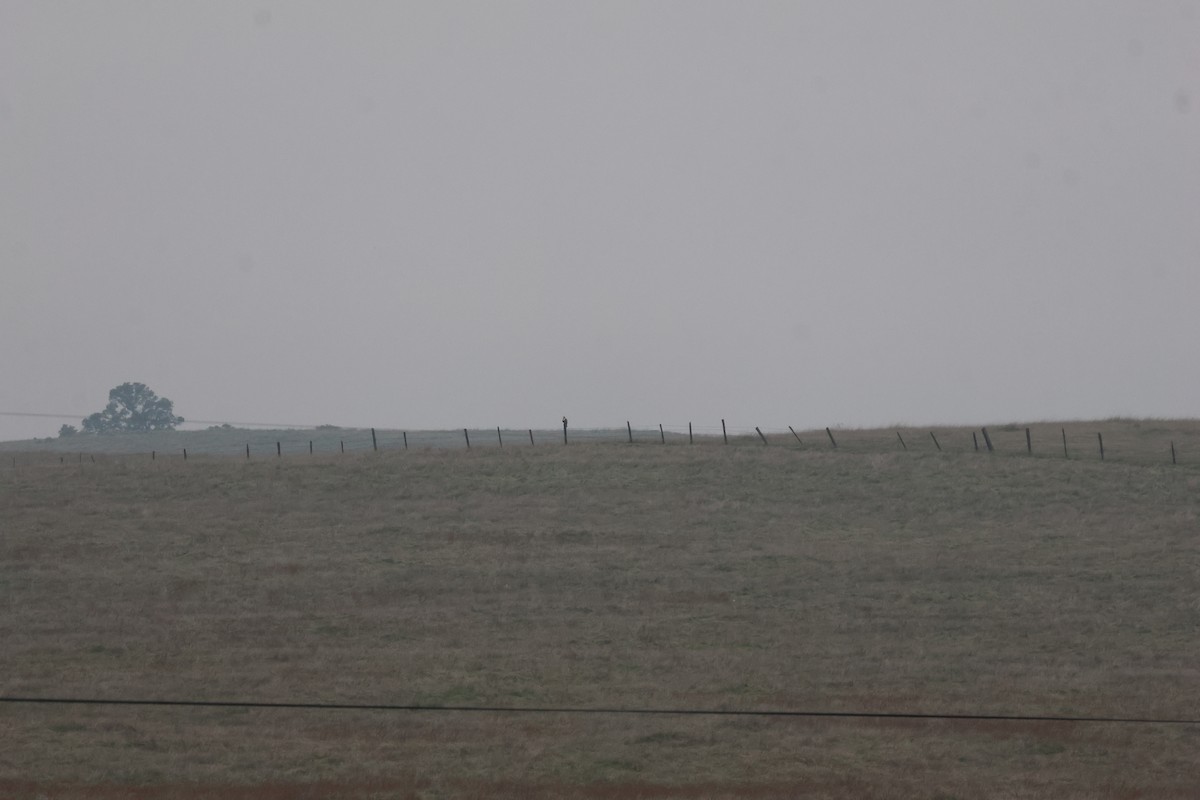 Busardo Calzado - ML646828270