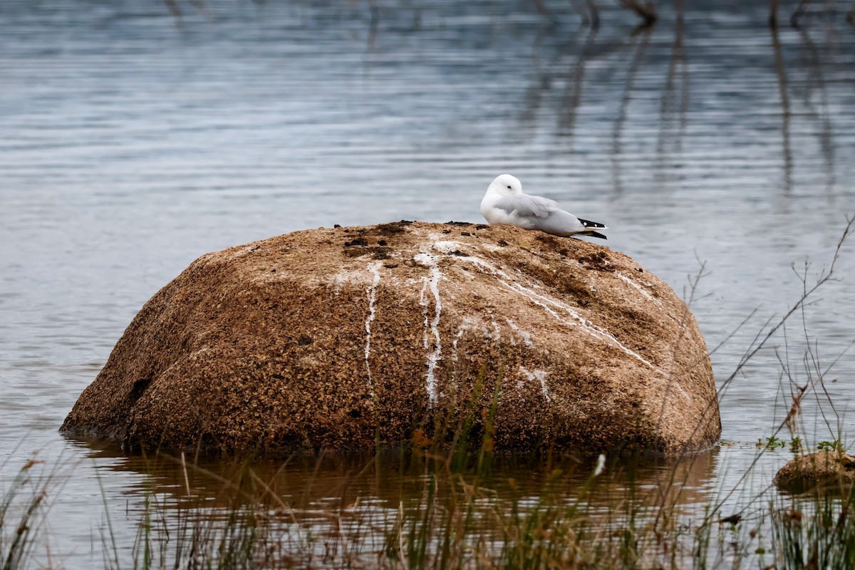 australmåke - ML646828271