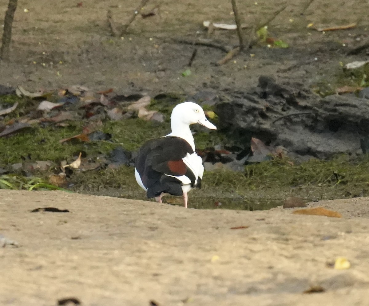 Tarro Rajá - ML646828272