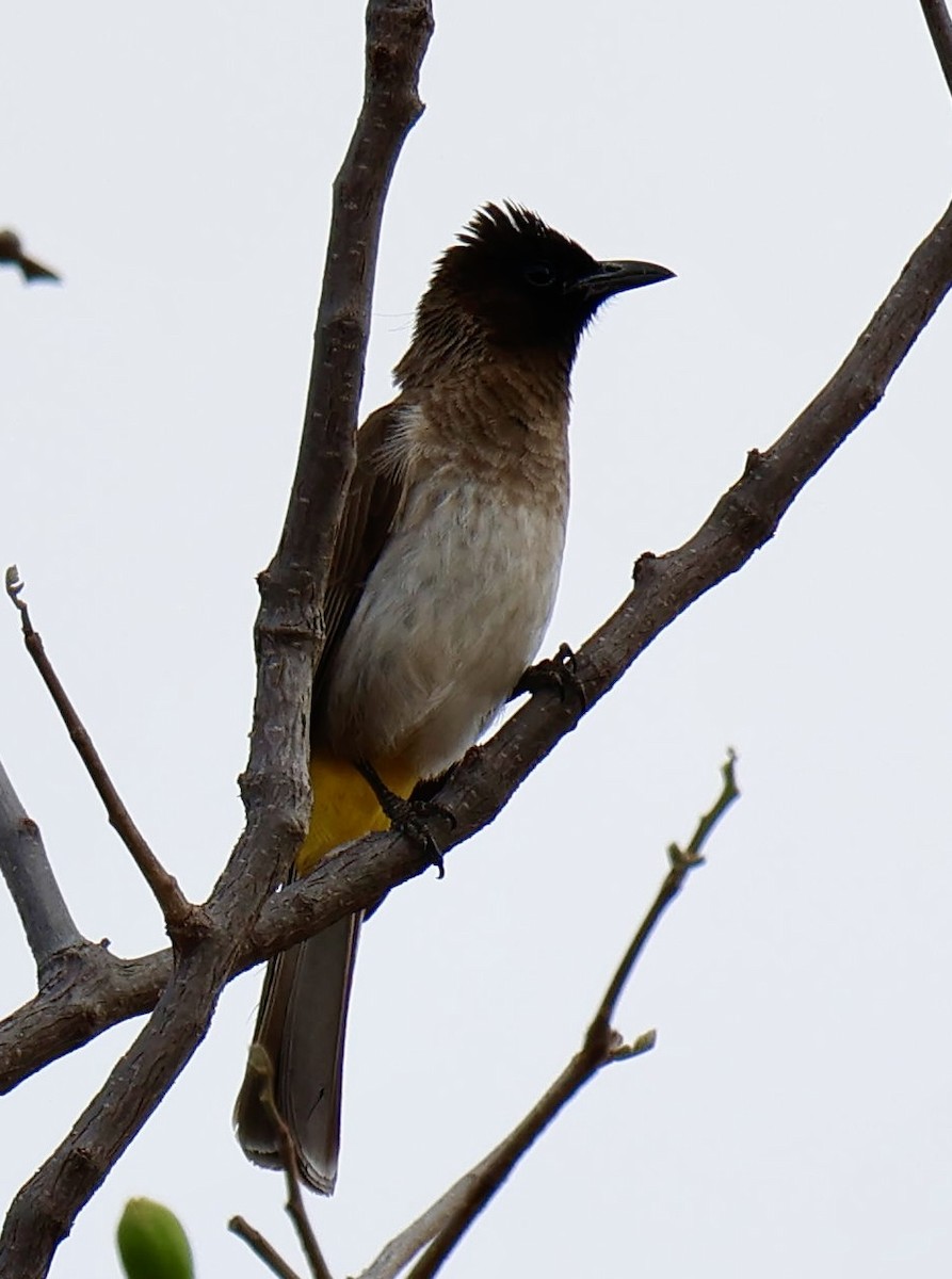 Common Bulbul (Dark-capped) - ML646828273