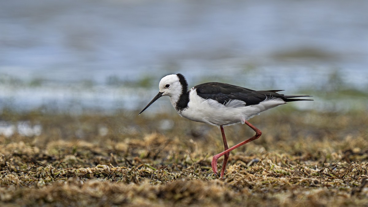 Pied Stilt - ML646828274
