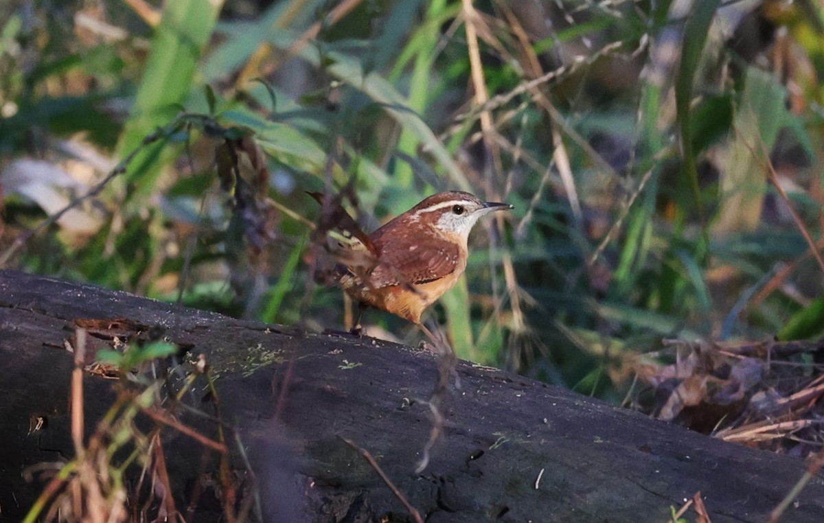 Carolina Wren - ML646828275