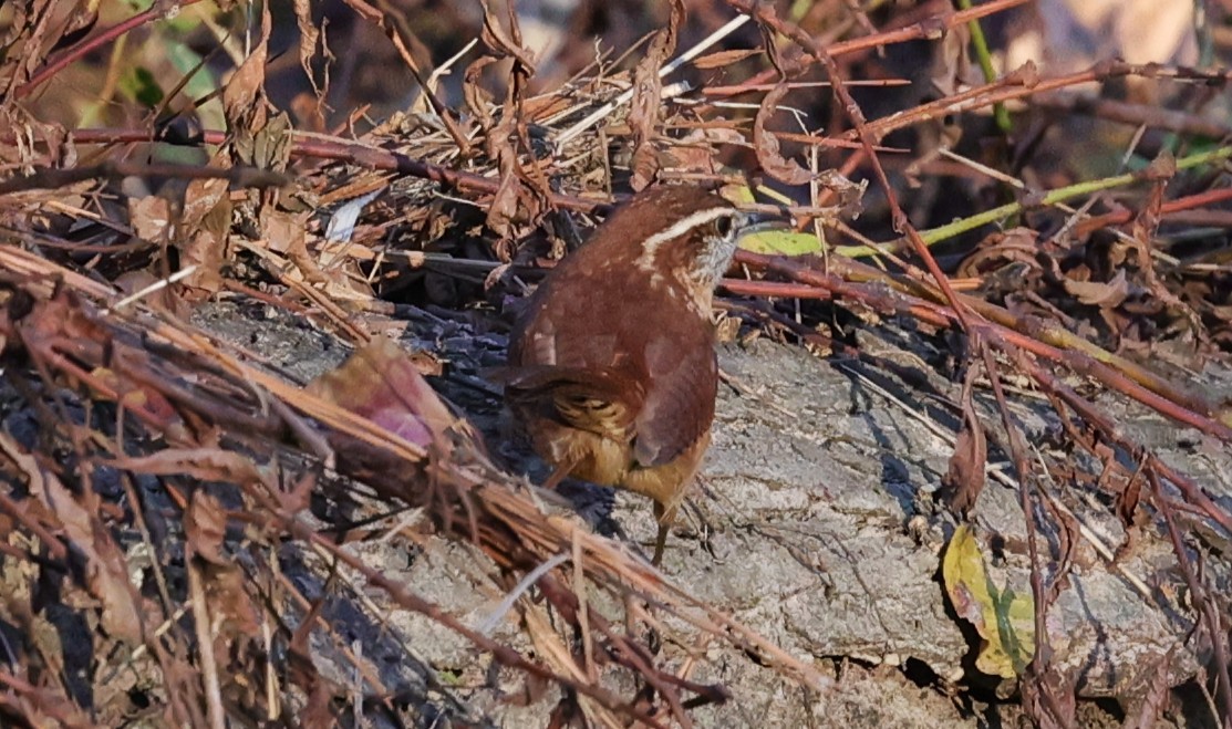 Carolina Wren - ML646828276