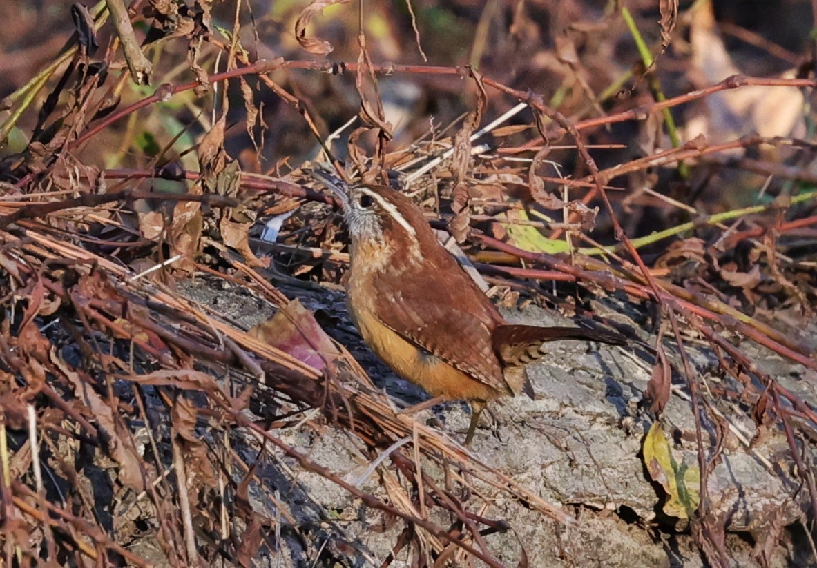 Carolina Wren - ML646828277