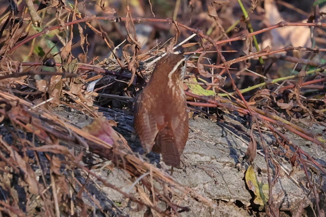 Carolina Wren - ML646828278