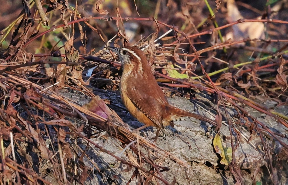 Carolina Wren - ML646828279
