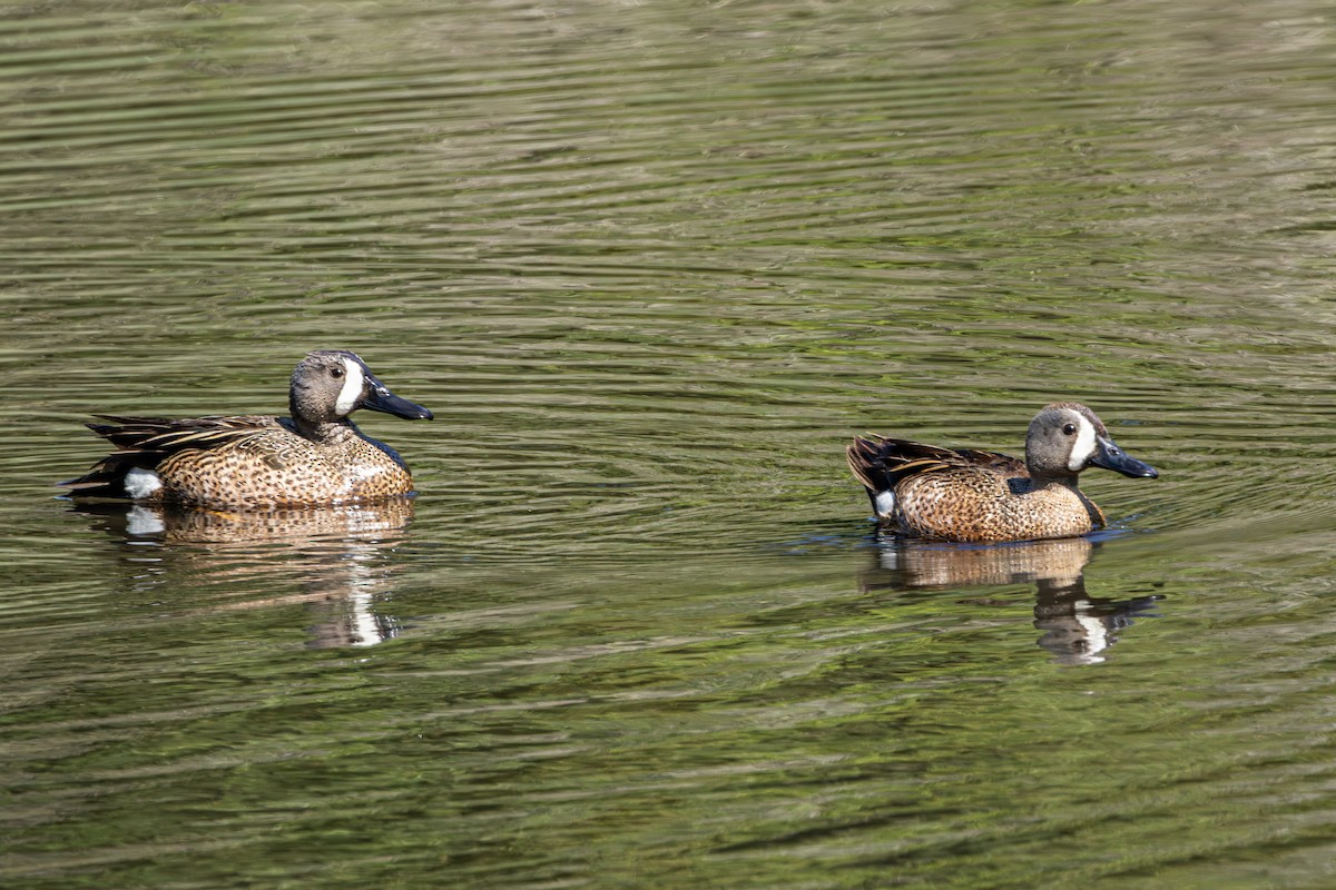 Marzaiola americana - ML646828282