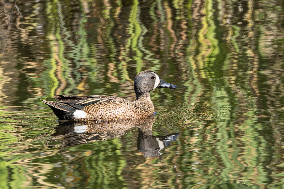 Marzaiola americana - ML646828285