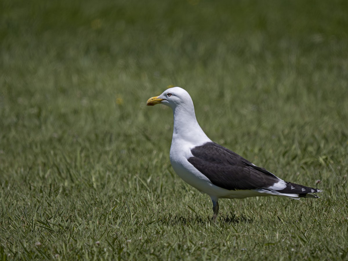Kelp Gull - ML646828286