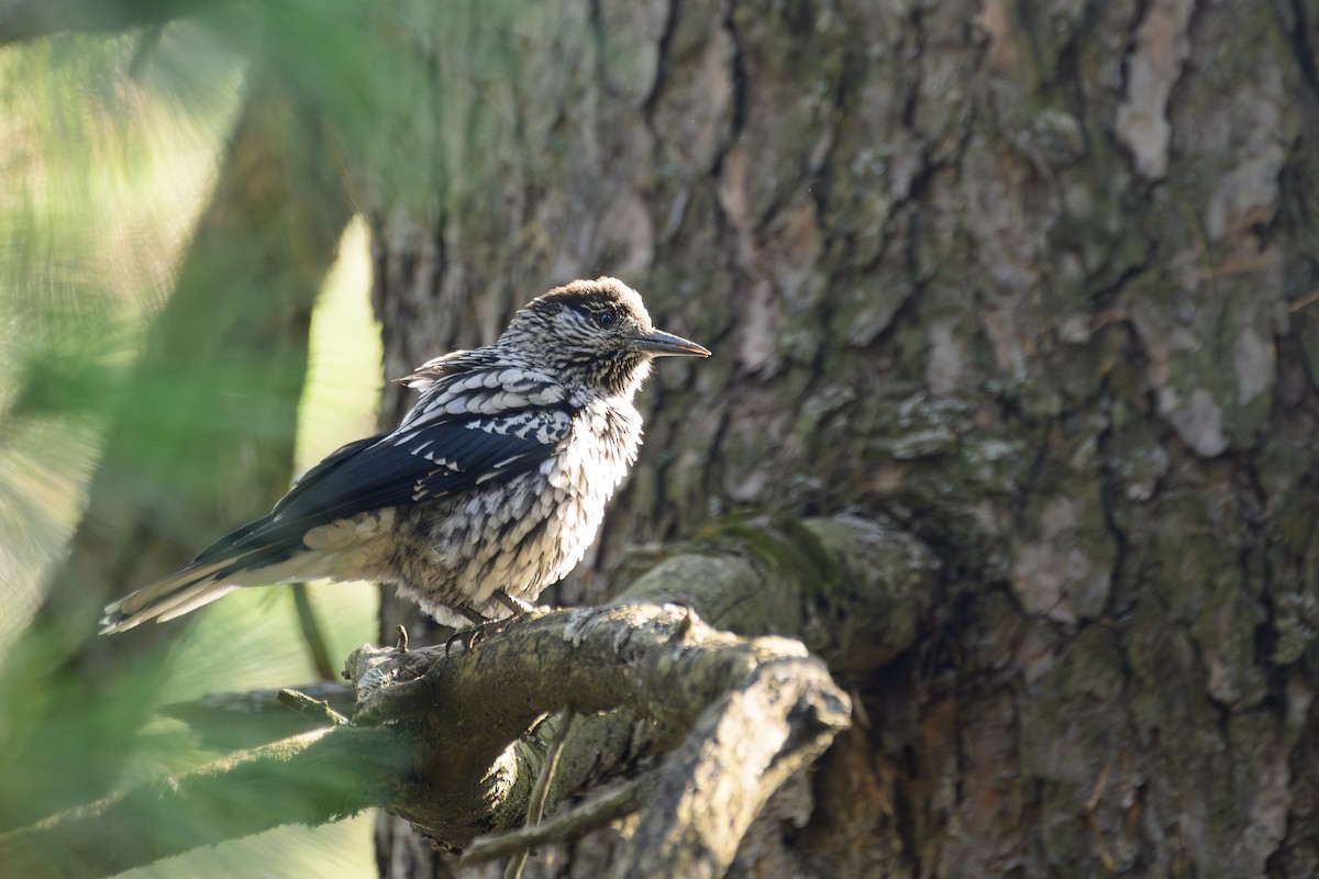 Kashmir Nutcracker - ML646828287