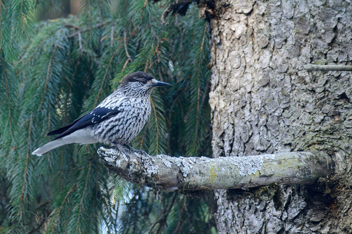 Kashmir Nutcracker - ML646828288