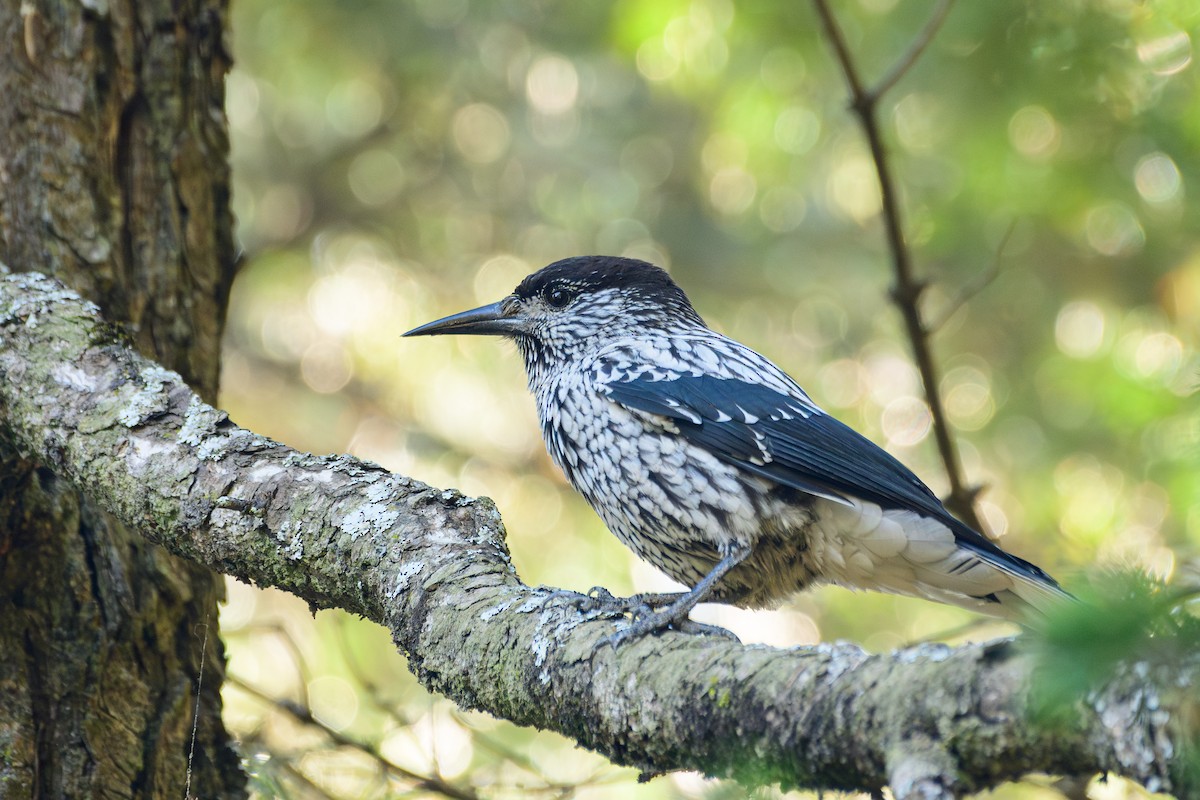 Kashmir Nutcracker - ML646828289