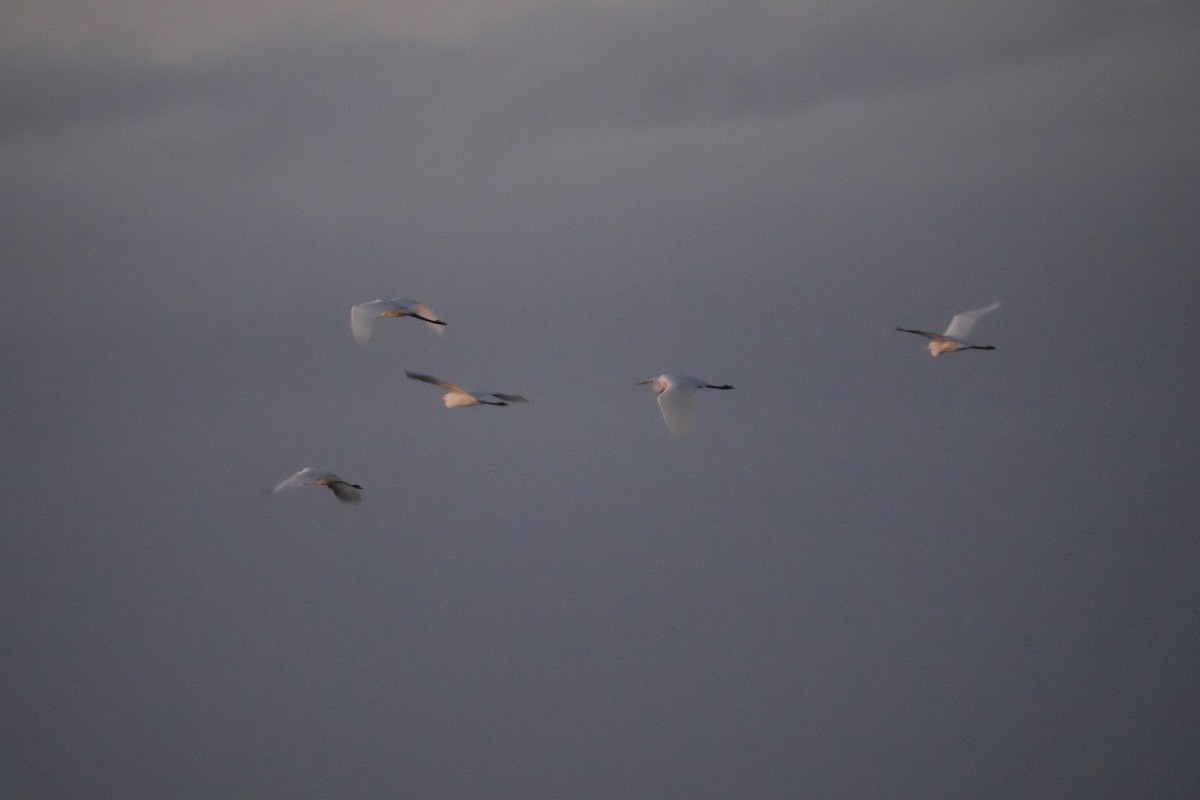 Great Egret - ML646828290